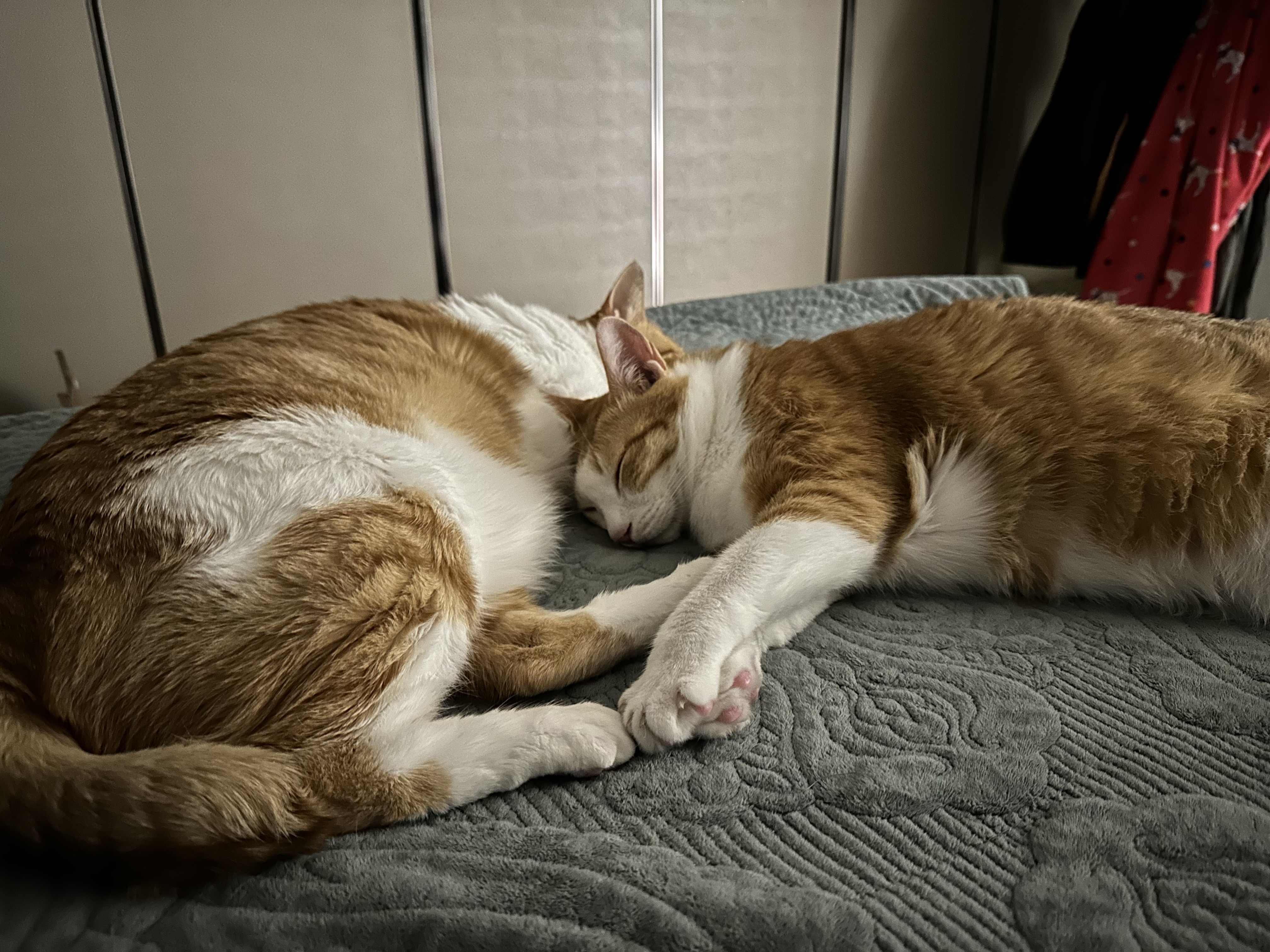 오랜만에 치즈형제의 다정한 모습 (feat.사이좋은 호야와 막둥이, 그리고 요미)