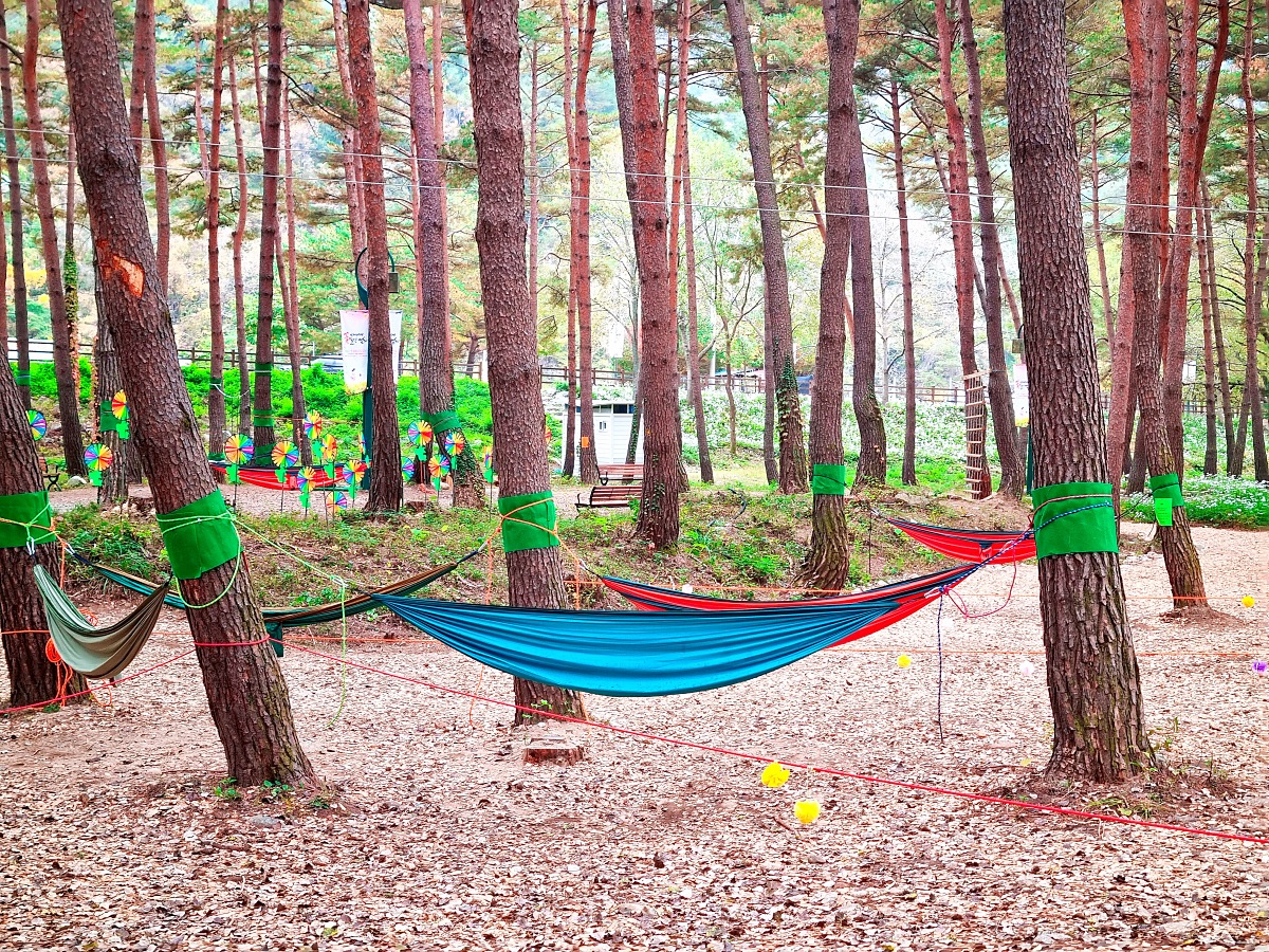 다시 찾아간 2024 인제 가을꽃축제: 국화, 야생화, 수변산책로, 숲 속 꽃길의 매력