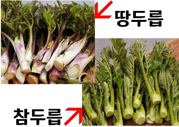 좌)땅두릅 우)참두릅