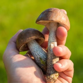 송이버섯 채취시기