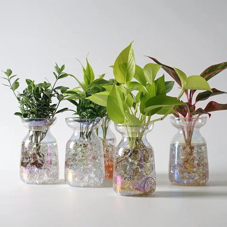 물에서 키우는 실내 식물 추천_7