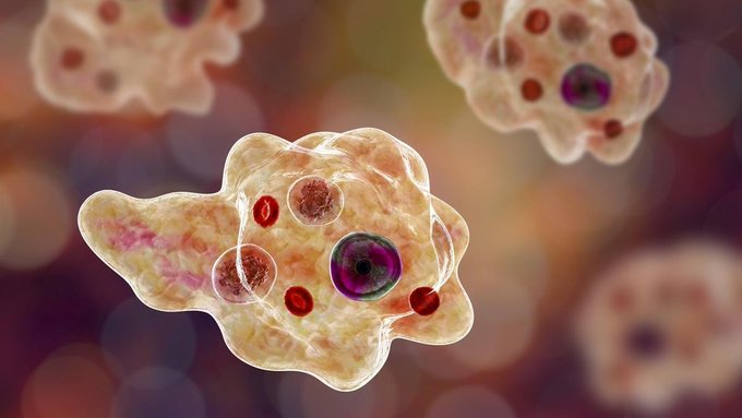 Naegleria fowleri(네글레리아 파울레리)