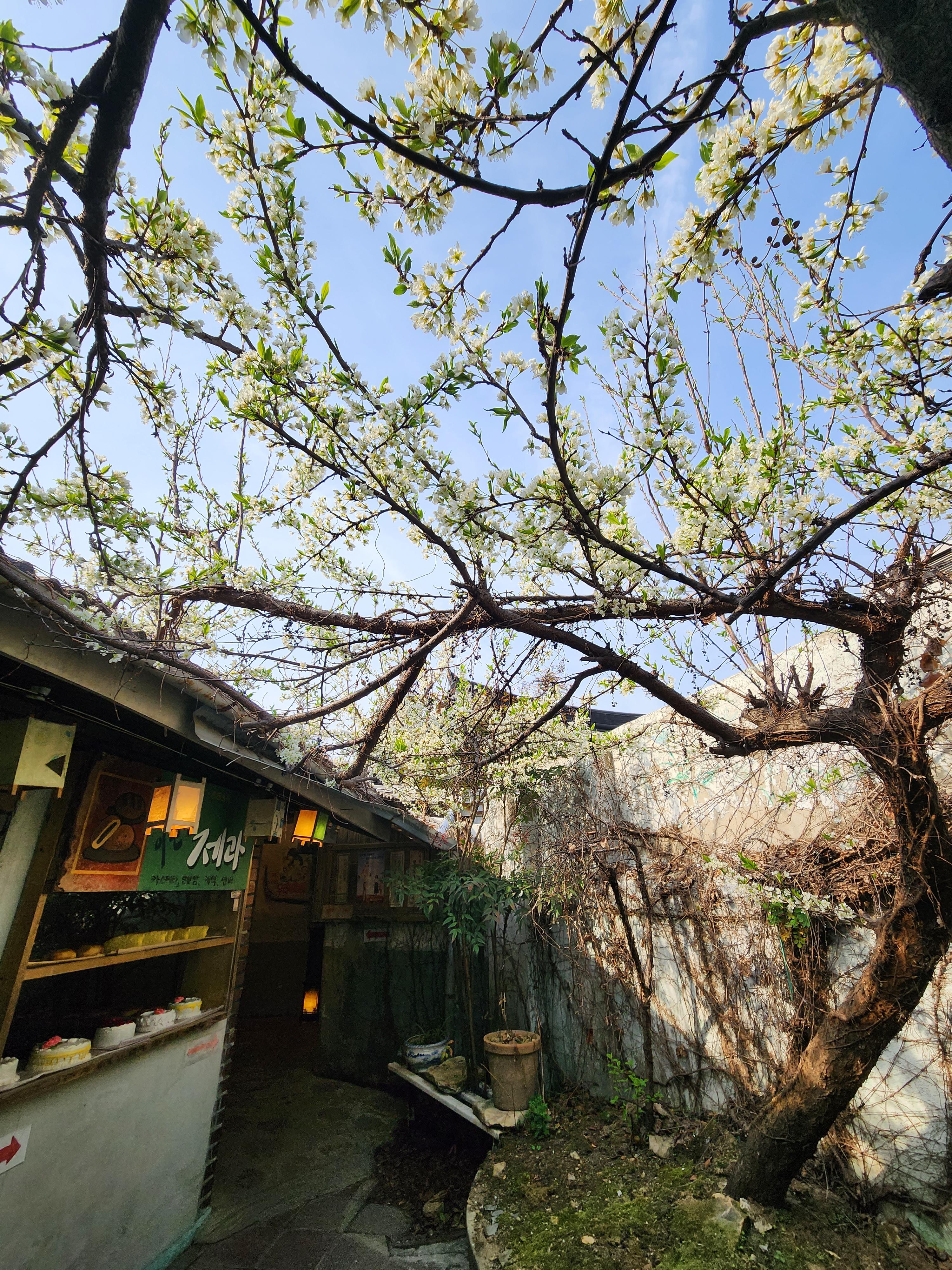 전주 애견동반 갈만한 곳 전주난장