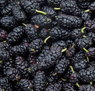 오디를 가까이서 찍었다