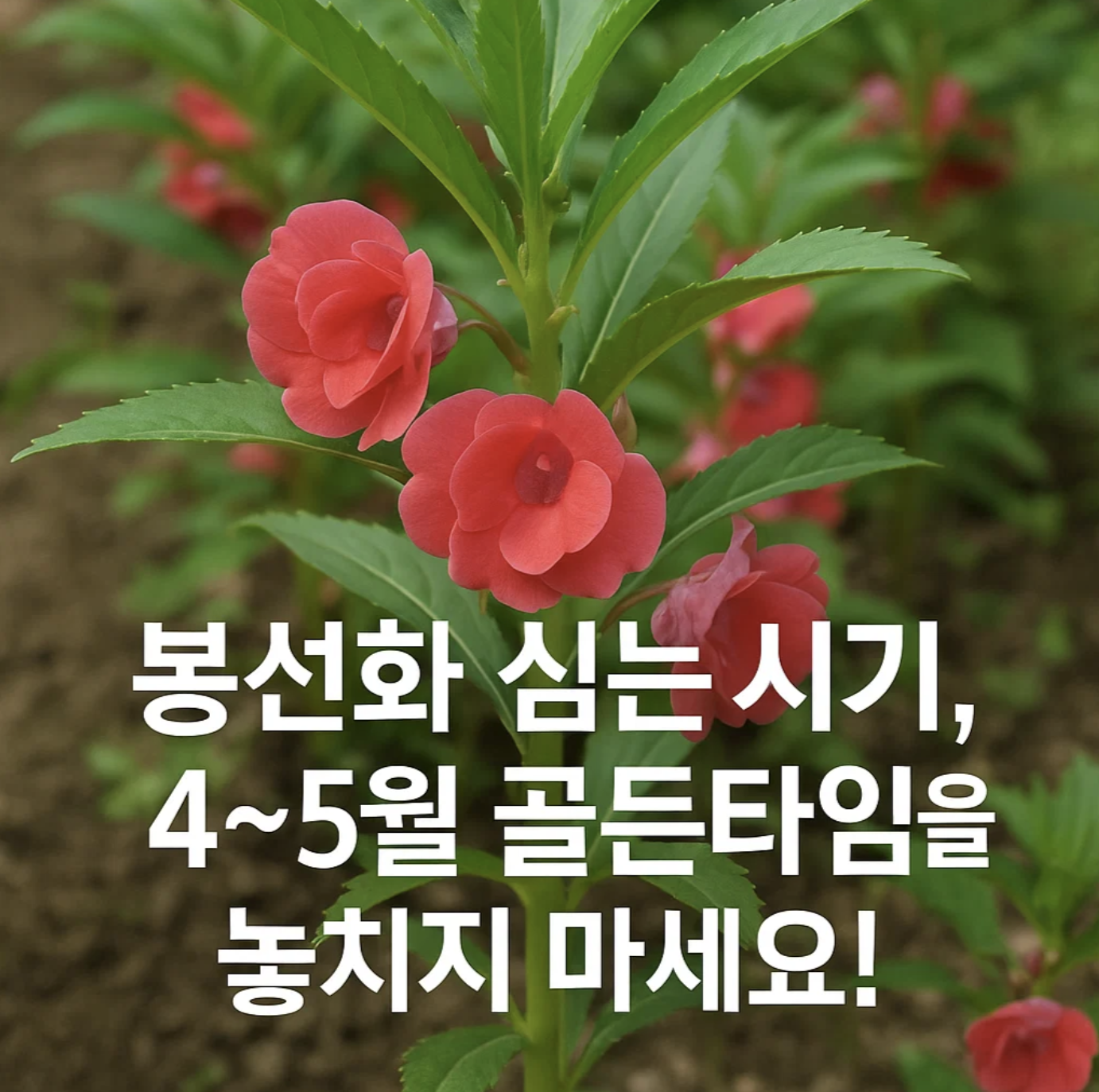 봉선화 심는 시기, 4~5월 골든타임을 놓치지 마세요!