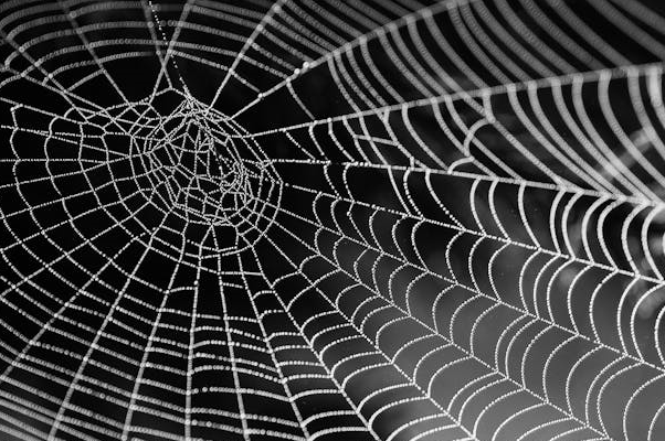 거미와 인간의 비접촉 공존이 가능한 주거 관리 방식