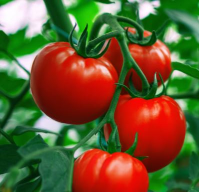 부종에 좋은 음식 '토마토'