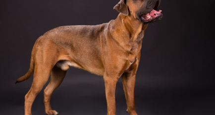 이탈리안 코르소 도그