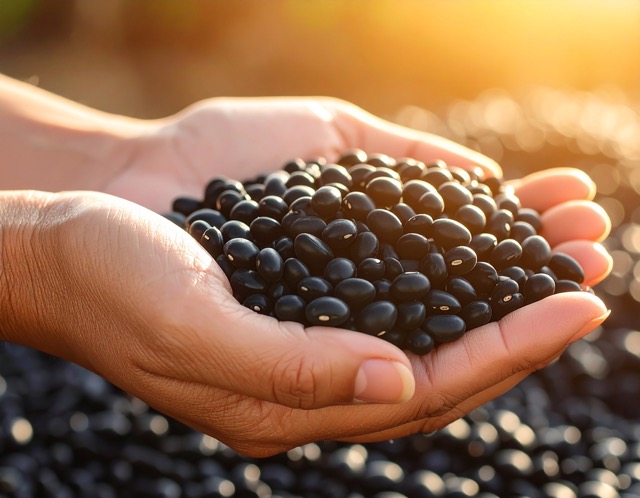 서리태파종시기 지역별