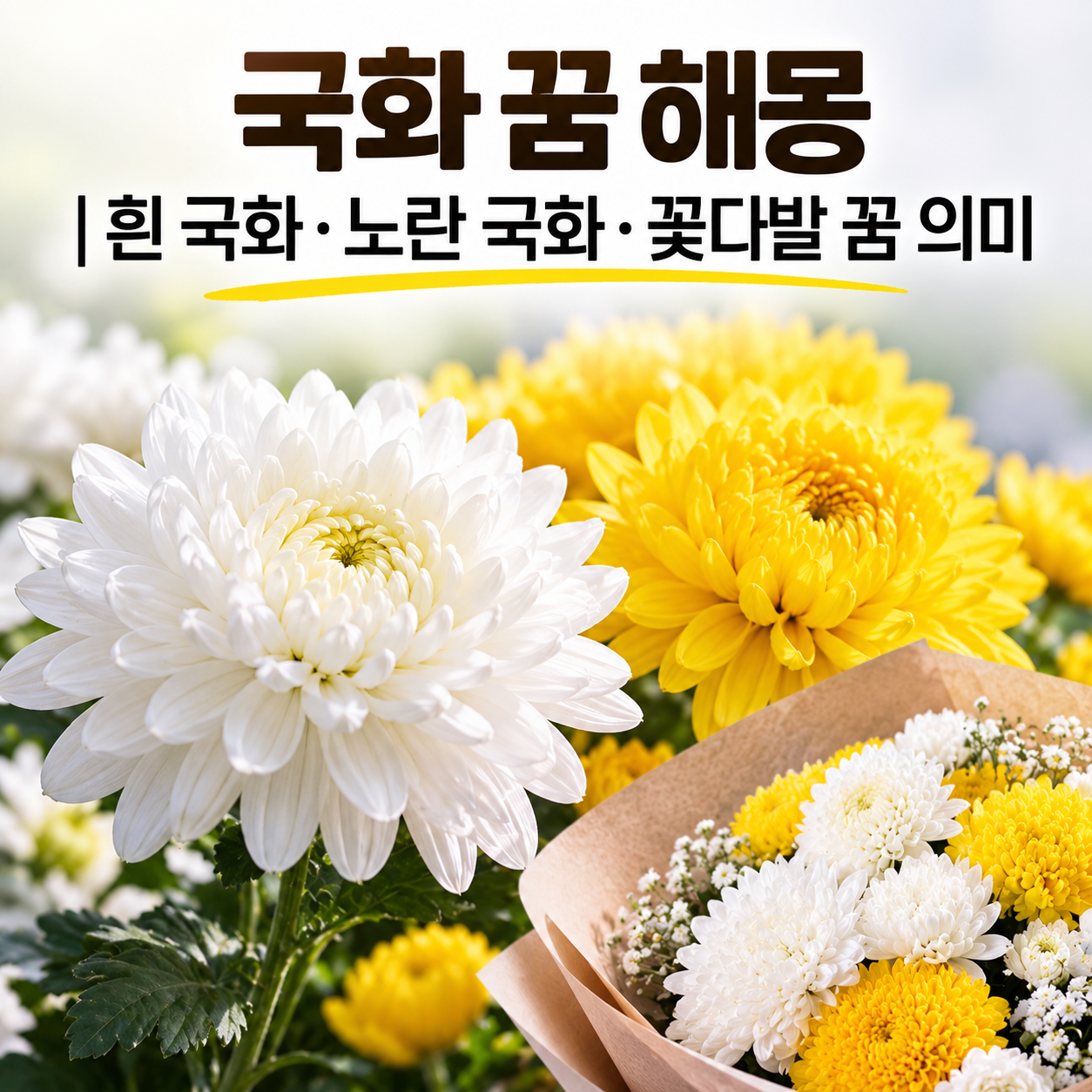 국화 꿈