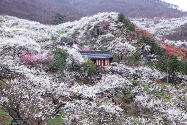 광양 매화마을 축제 기간 둘레길 사진 주차장 홈페이지양 매화마을 축제 기간 둘레길 사진 주차장 홈페이지 
