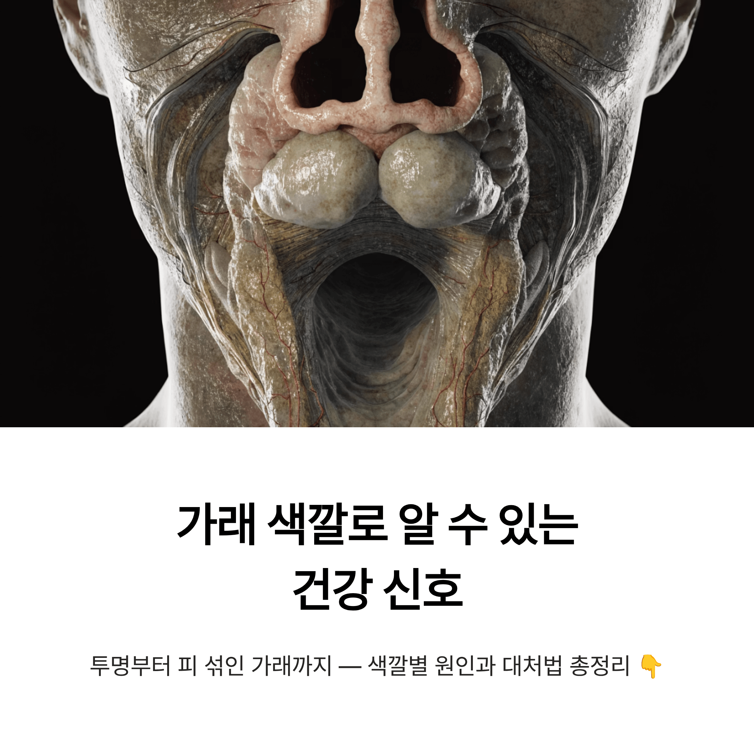 가래 색깔로 알 수 있는 건강 신호, 투명 노란색 초록색 갈색 혈담까지 원인과 대처법 총정리