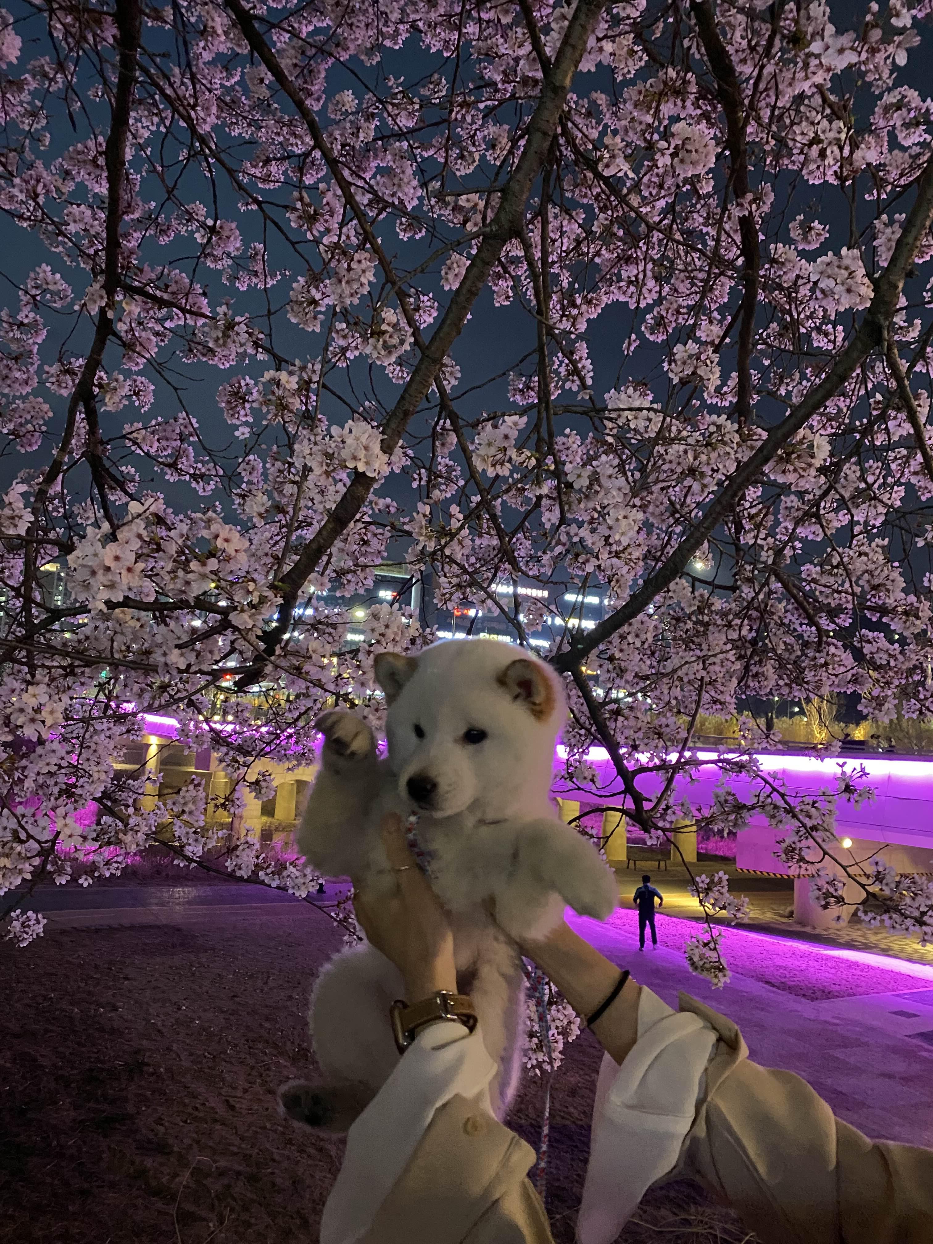alt 태그