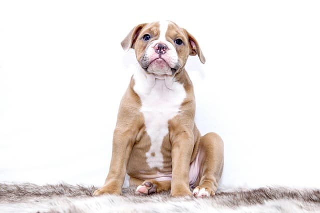 canine atopic dermatitis