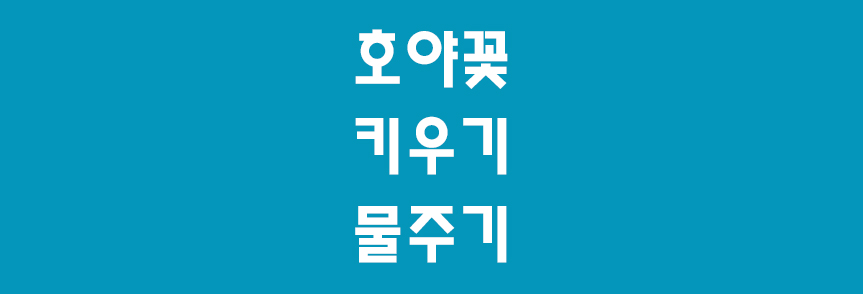호야꽃썸네일