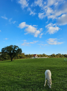 에코랜드 테마파크