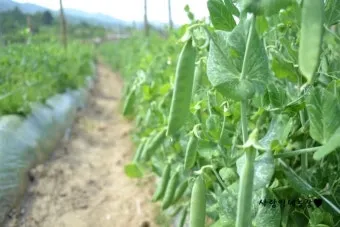 완두콩 재배 추위 견디기 지주 세우기 꼬투리 수확_6