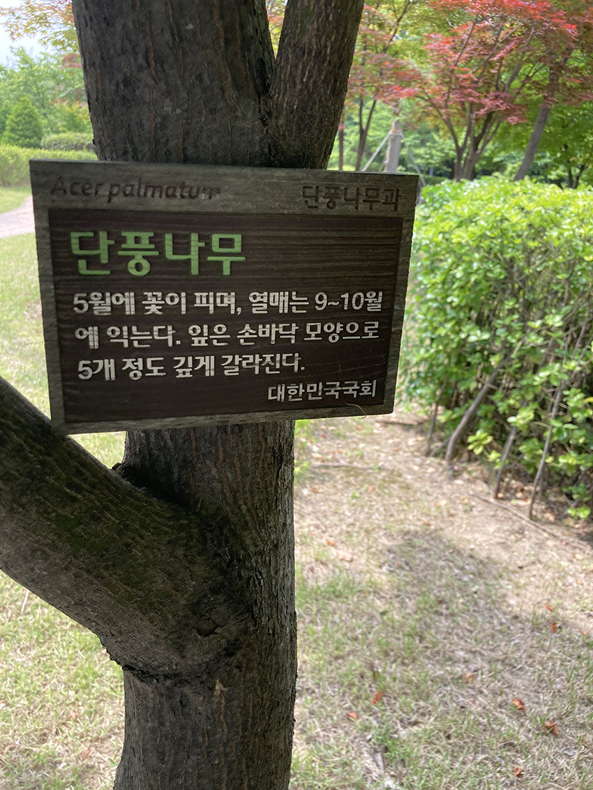 단풍나무