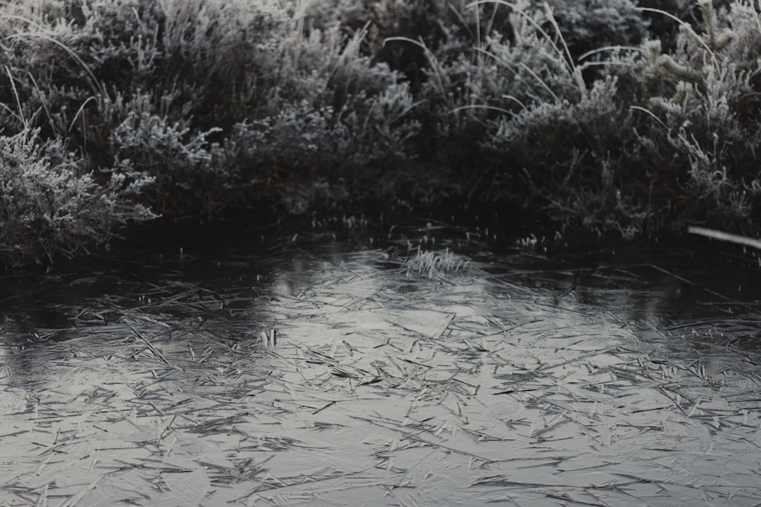'Water trot'