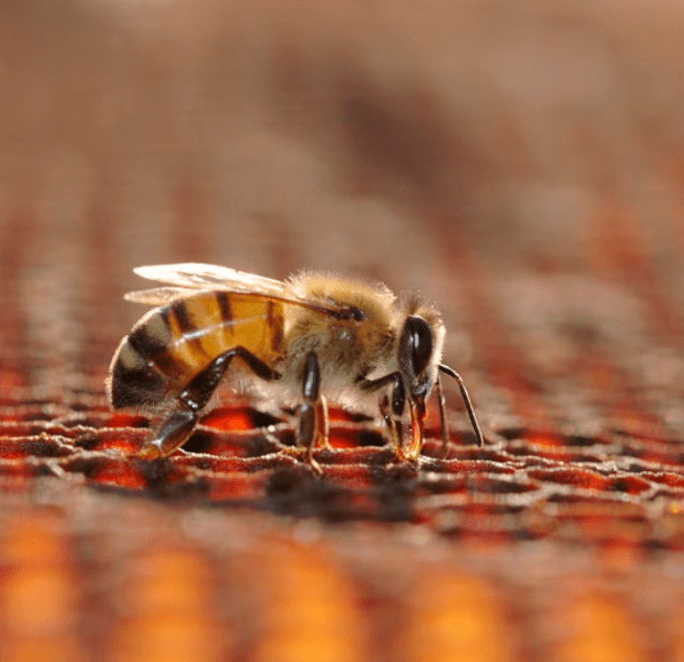 벌에-쏘였을-때