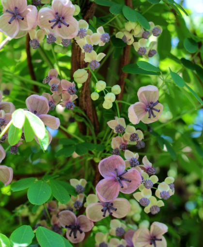 으름 덩쿨의 모습