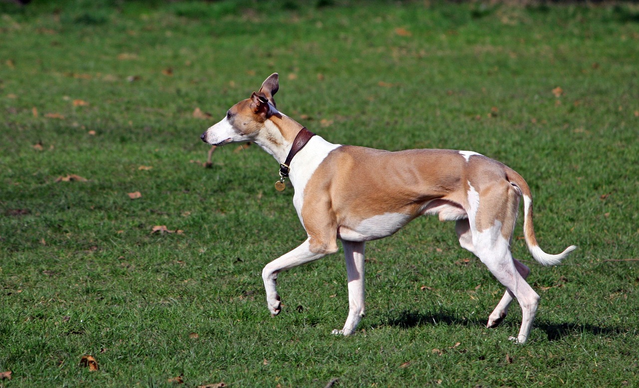 휘펫(Whippet)5