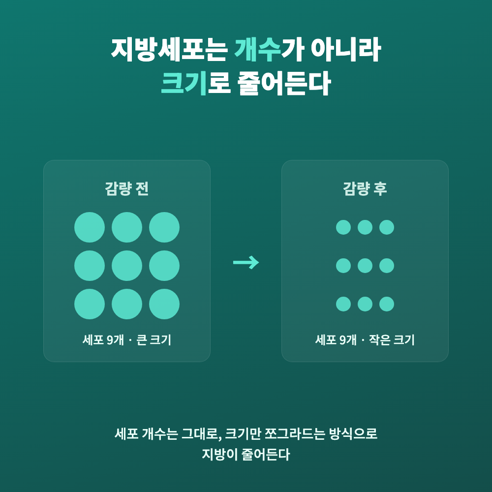 체중 감량 시 지방세포 개수는 그대로인 채 크기만 줄어드는 과정을 보여주는 단순 일러스트