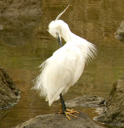 철원 두루미 탐조 방법 코스