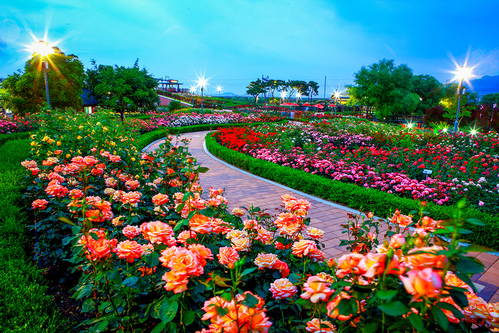 가운데 구부러진 길이 있고 양옆으로 장미가 가득한 정원이 있는 사진