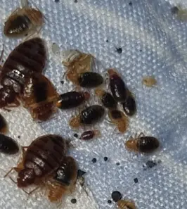 빈대 예방 및 퇴치