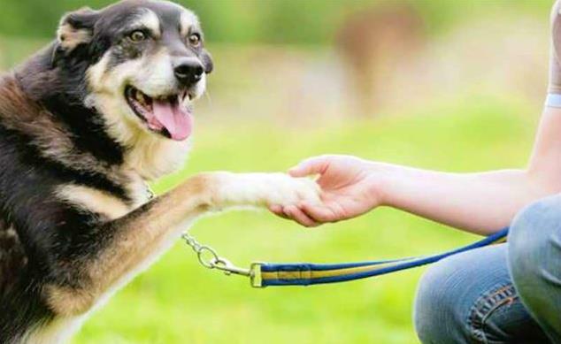 노을 반려견 캠핑장