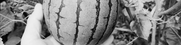 수박 보관법: 냉동보관