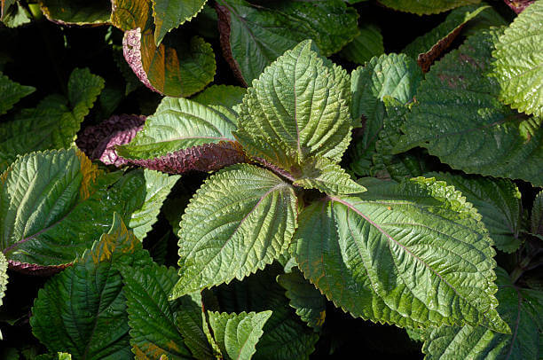 깻잎 효능 12가지와 부작용 및 하루 권장량 보관법 고르는 법