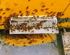 서암벌꿀양봉장