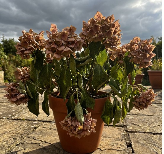 스트레스받은수국