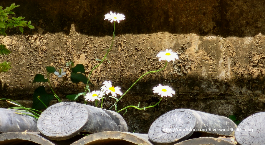 마가렛,마거리트 marguerite