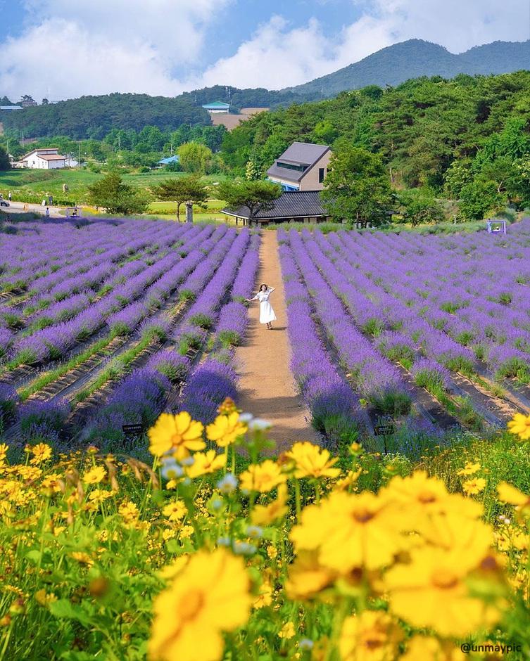라벤더 명소 개화시기 꽃말