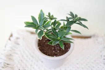 천리향 키우기와 향을 오래 유지하는 방법_19