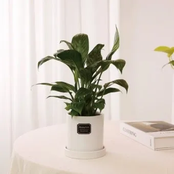 화분 여행 전 관리 급수준비 조명타이머 통풍점검 안심외출 체크_3