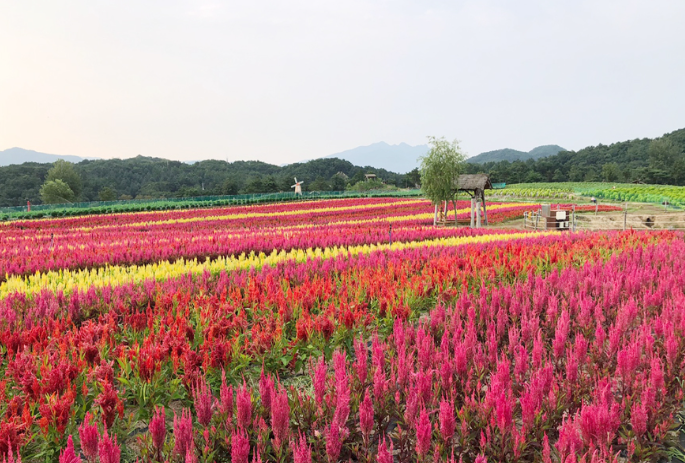 고석정 꽃밭