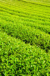 작두콩차 효능 10가지 부작용