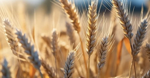 식이섬유가 풍부한 통곡물