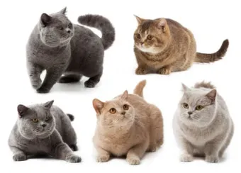 브리티쉬숏헤어 고양이 실버 유전병 분양 가격 성격_30