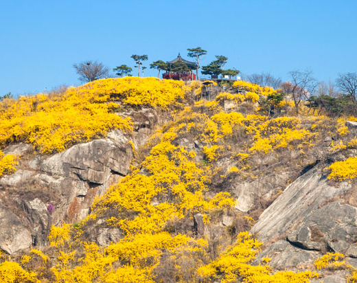 2023년 3월 4월 봄꽃 산수유 개나리 매화 벚꽃 축제