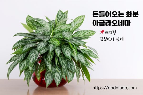 돈들어오는 화분 10가지 배치팁