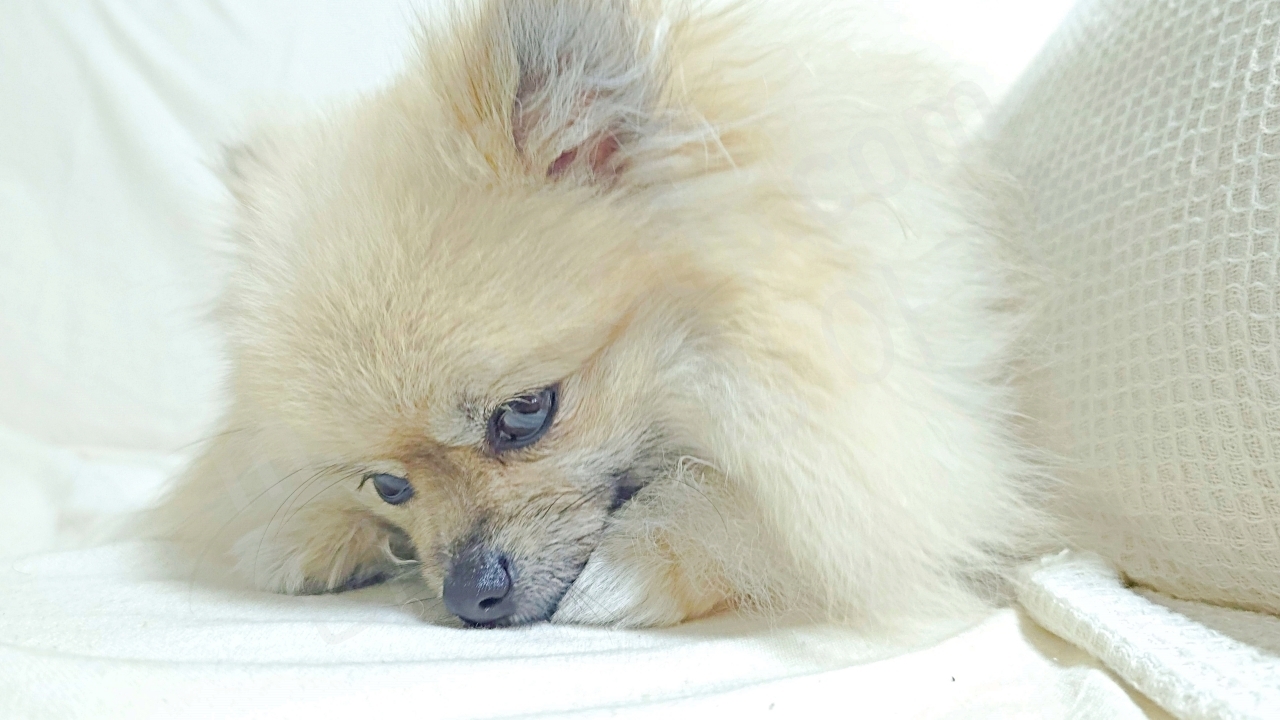 강아지 앞발 핥는 이유