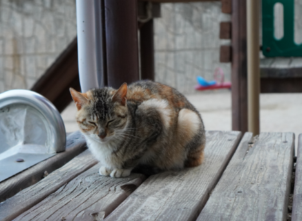 고양이 중성화 수술지원금 신청방법