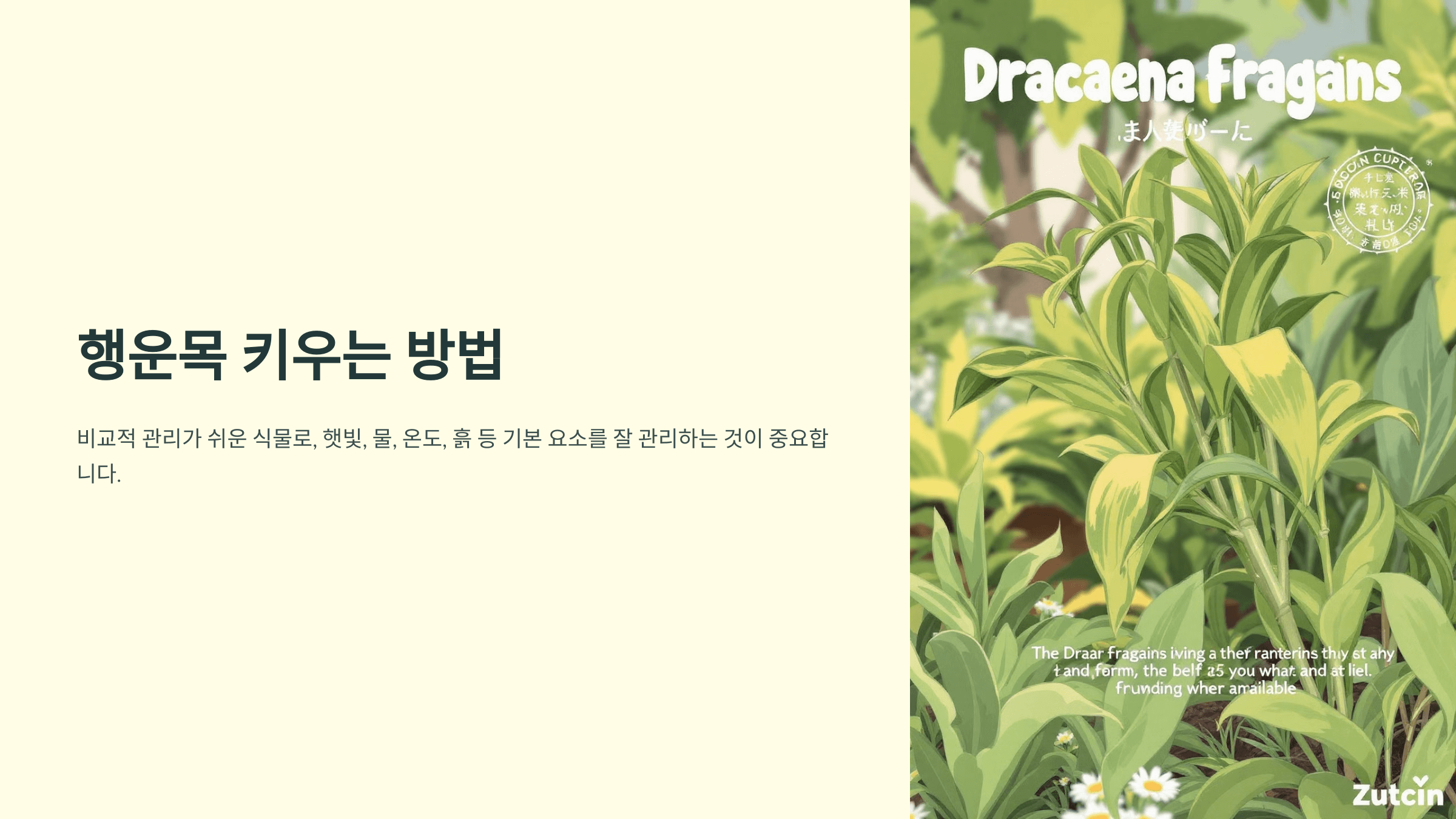 행운목과 관련된 사진입니다.