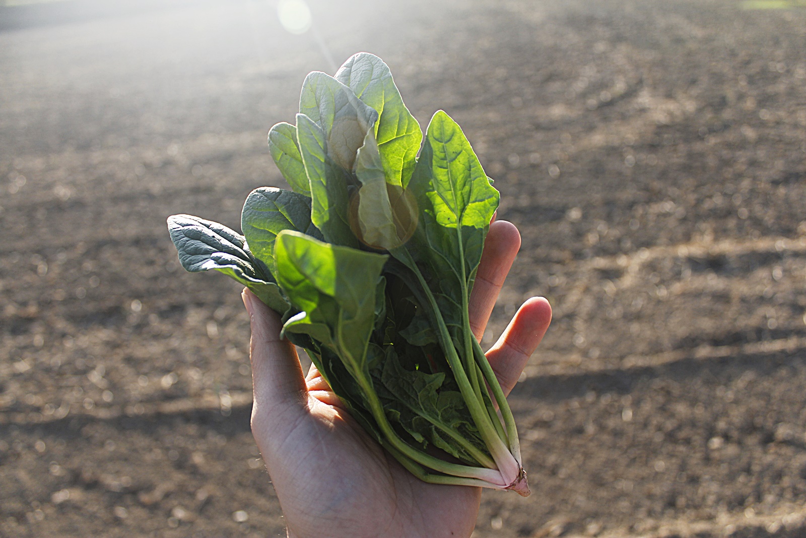 시금치에 햇살