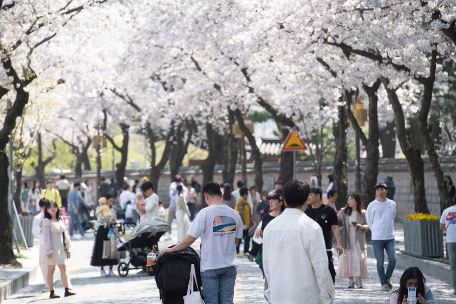 알트태그-경주 벚꽃축제 전경